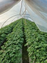 팜모닝 감자·자유게시판 게시글 이미지