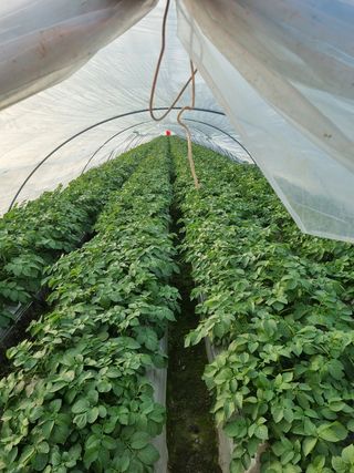 김제농업인님의 감자 · 자유게시판 작성글 사진