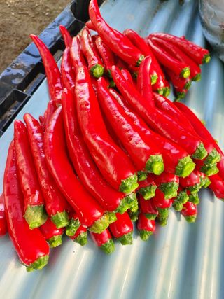 허나두울셋님의 고추 · 병해충상담 작성글 사진