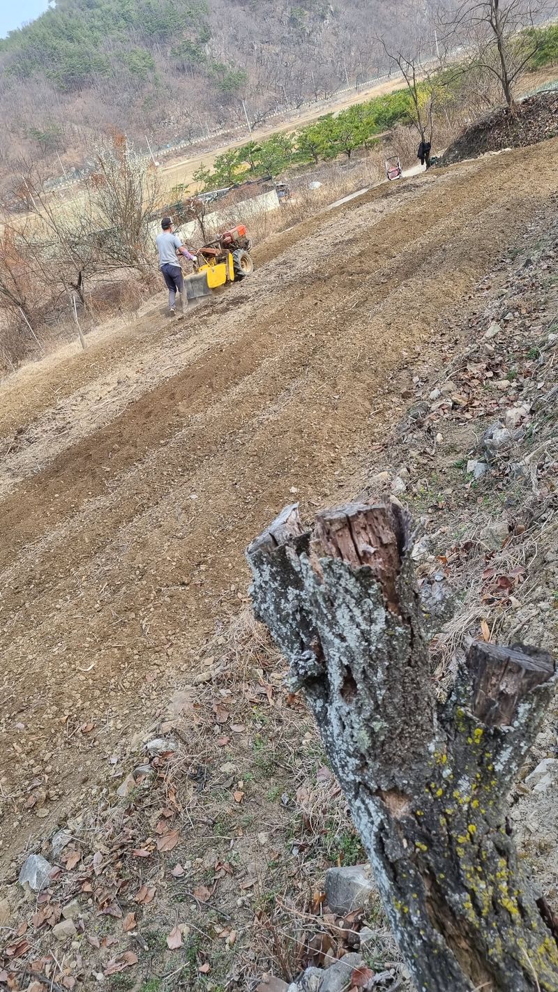 장터 상품 [시금치1kg ] 썸네일