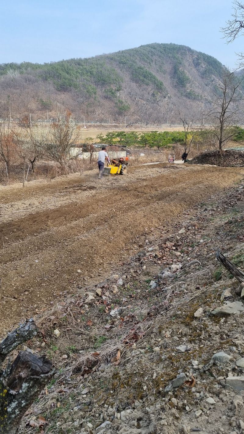 장순연(부경농원)님의 장터 판매 상품 [시금치1kg ] 첨부 사진