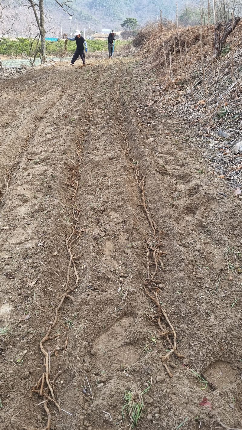 장순연(부경농원)님의 장터 판매 상품 [시금치1kg ] 첨부 사진