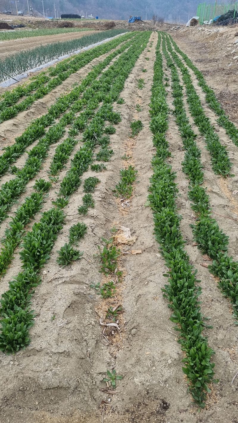 장순연(부경농원)님의 장터 판매 상품 [시금치1kg ] 첨부 사진