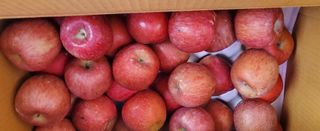 이영철님의 사과 · 일상 작성글 사진