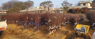 이영철님의 사과 · 일상 작성글 사진