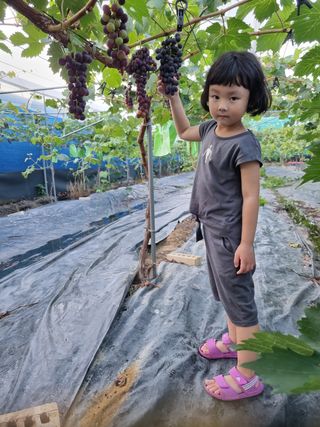 백화산지킴이산야초님의 자유주제 · 사진전 작성글 사진