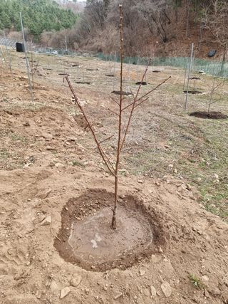 고봉농원 김경수님의 복숭아 · 자유게시판 작성글 사진