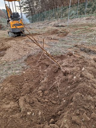 고봉농원 김경수님의 복숭아 · 자유게시판 작성글 사진