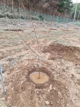 고봉농원 김경수님의 복숭아 · 자유게시판 작성글 사진