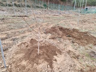 고봉농원 김경수님의 복숭아 · 자유게시판 작성글 사진