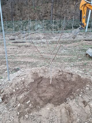 고봉농원 김경수님의 복숭아 · 자유게시판 작성글 사진