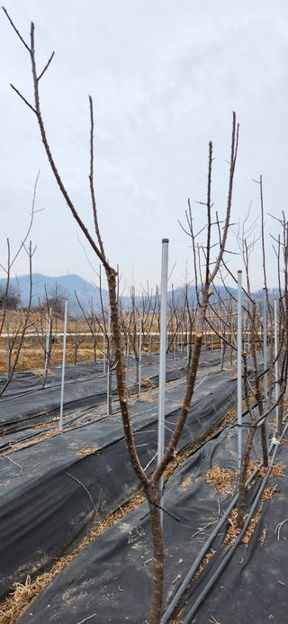 혜산님의 자유주제 · 사진전 작성글 사진