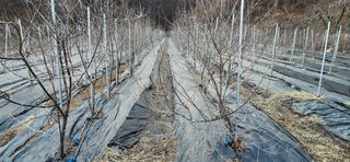 혜산님의 자유주제 · 사진전 작성글 사진