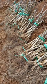 팜모닝 기타작물·자유게시판 게시글 이미지