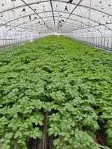 팜모닝 감자·자유게시판 게시글 이미지