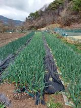 팜모닝 마늘·마늘 쪽 비대기 게시글 이미지