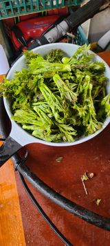 팜모닝 두릅·수확 게시글 이미지