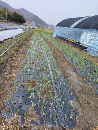 우영옥님의 자유주제 · 자유게시판 작성글 사진