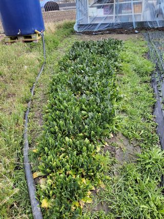 우영옥님의 자유주제 · 자유게시판 작성글 사진