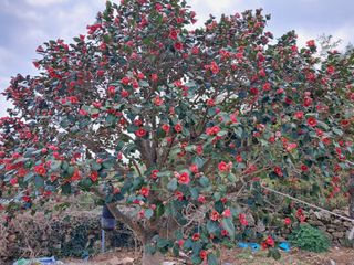 자연속 가라산 아래님의 자유주제 · 사진전 작성글 사진