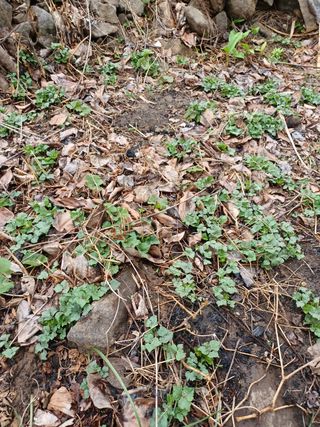 알 수 없음님의 기타작물 · 자유게시판 작성글 사진