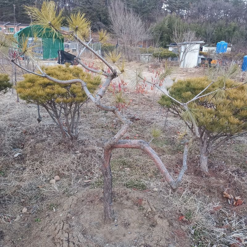 나무꾼농부님의 장터 판매 상품 [예쁜 조형소나무와 반송] 첨부 사진