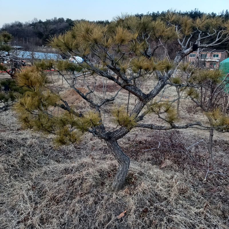 나무꾼농부님의 장터 판매 상품 [예쁜 조형소나무와 반송] 첨부 사진