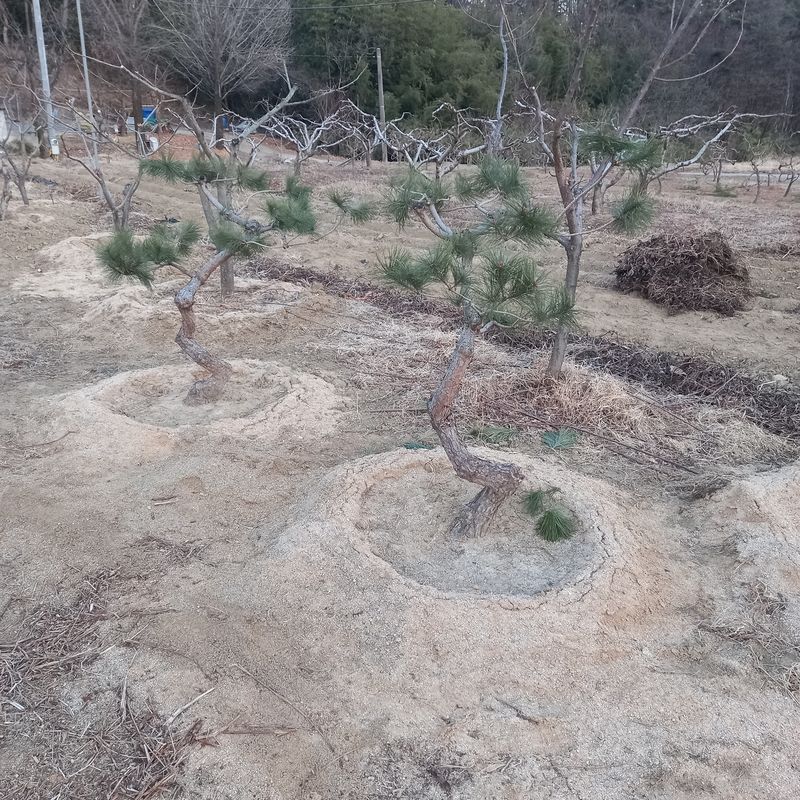 나무꾼농부님의 장터 판매 상품 [예쁜 조형소나무와 반송] 첨부 사진