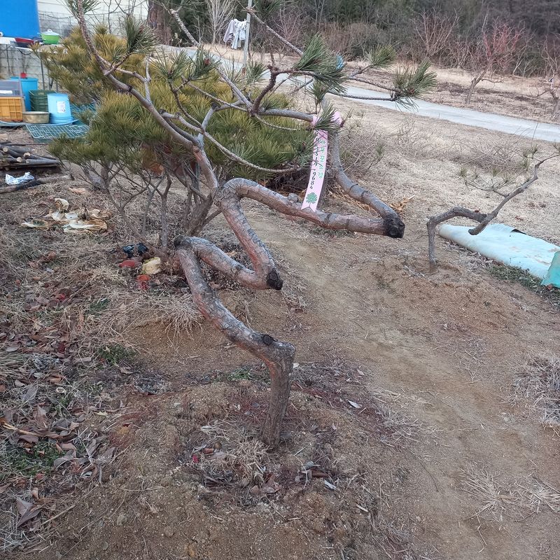 나무꾼농부님의 장터 판매 상품 [예쁜 조형소나무와 반송] 첨부 사진