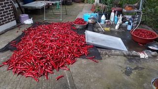 최복용(고추)님의 자유주제 · 사진전 작성글 사진