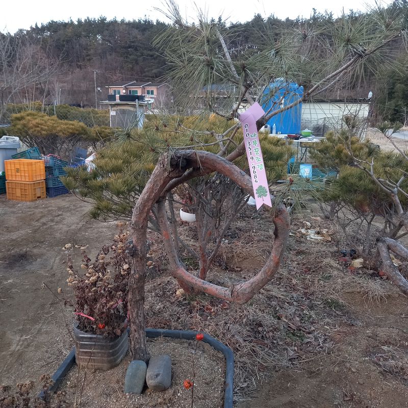 장터 상품 [예쁜 조형소나무와 반송] 썸네일