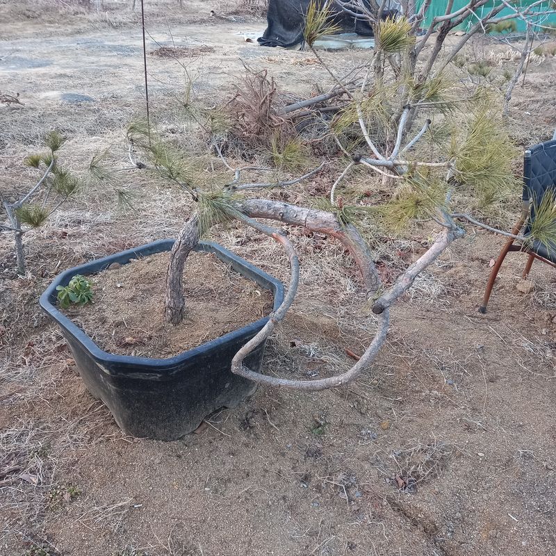 나무꾼농부님의 장터 판매 상품 [예쁜 조형소나무와 반송] 첨부 사진