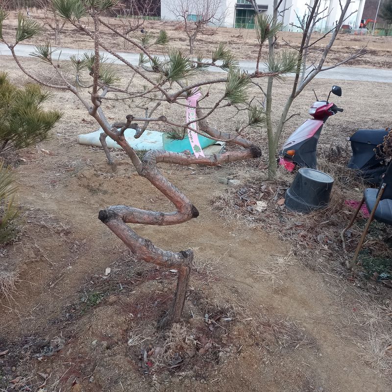 나무꾼농부님의 장터 판매 상품 [예쁜 조형소나무와 반송] 첨부 사진