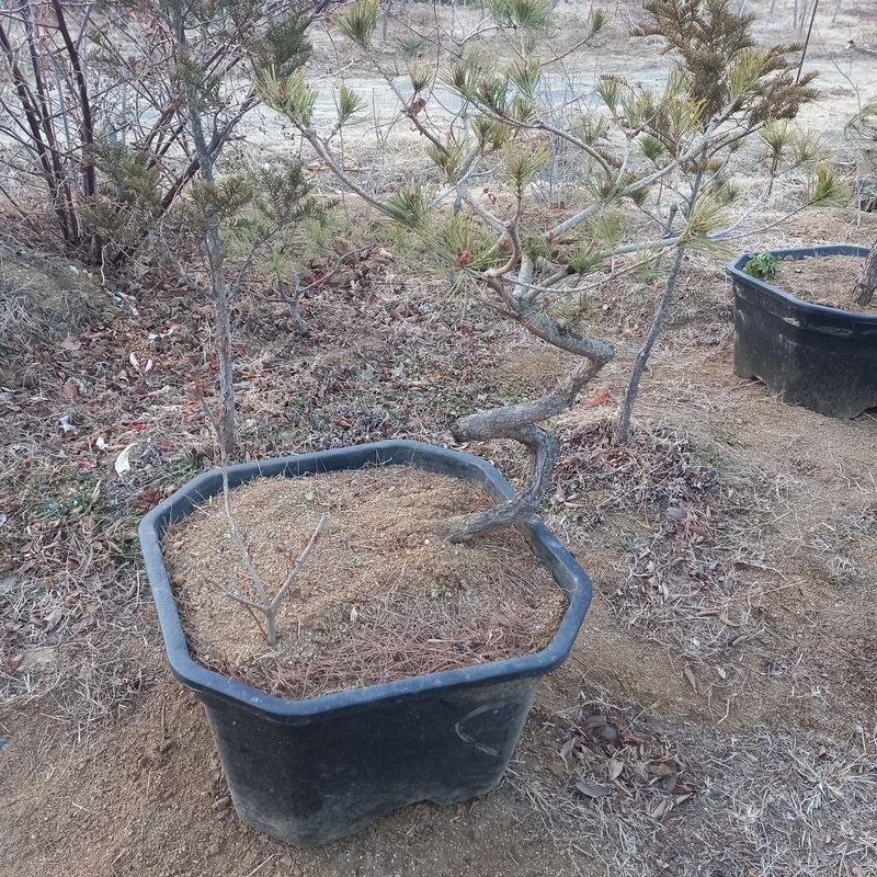 나무꾼농부님의 장터 판매 상품 [예쁜 조형소나무와 반송] 첨부 사진