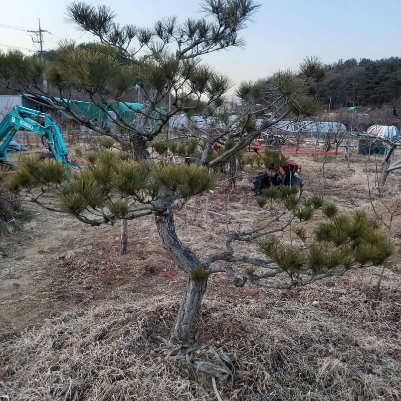 나무꾼농부님의 장터 판매 상품 [예쁜 조형소나무와 반송] 첨부 사진