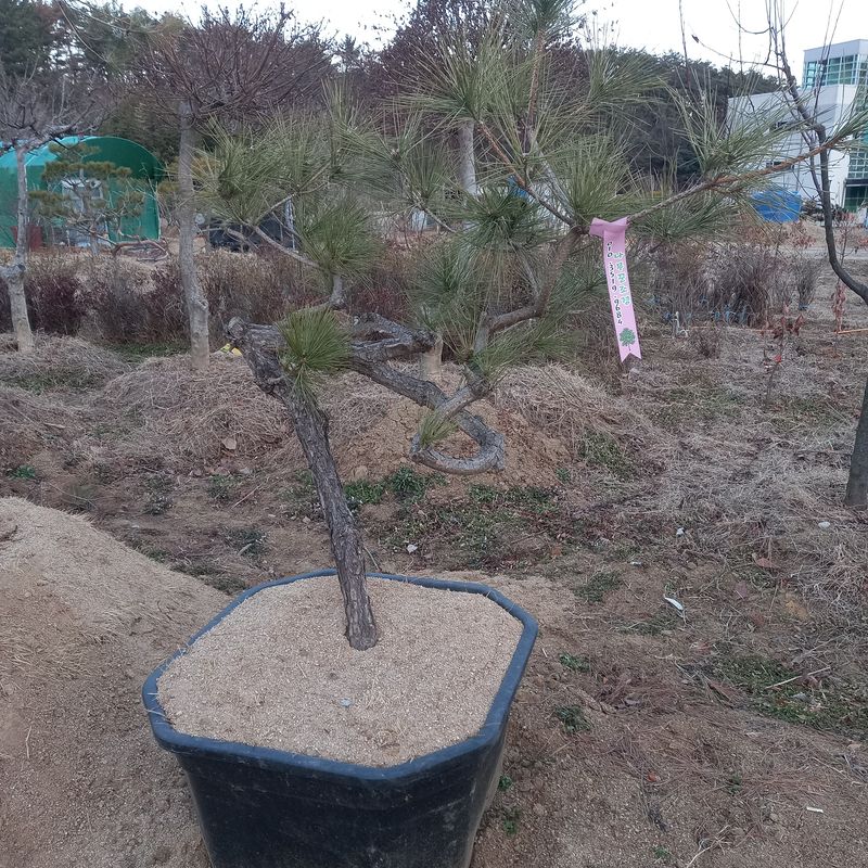 나무꾼농부님의 장터 판매 상품 [예쁜 조형소나무와 반송] 첨부 사진