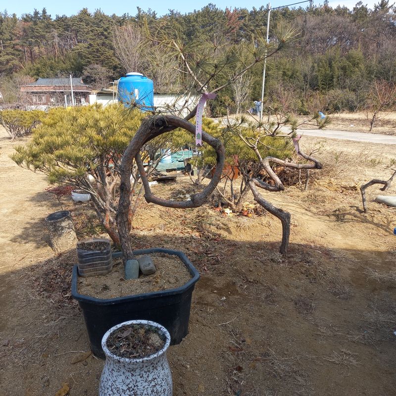 나무꾼농부님의 장터 판매 상품 [예쁜 조형소나무와 반송] 첨부 사진