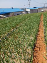 팜모닝 마늘·일상 게시글 이미지