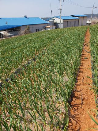 김영복님의 마늘 · 일상 작성글 사진