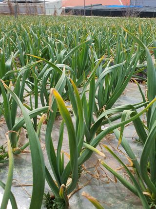 김영복님의 마늘 · 일상 작성글 사진