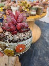 팜모닝 기타작물·자유게시판 게시글 이미지