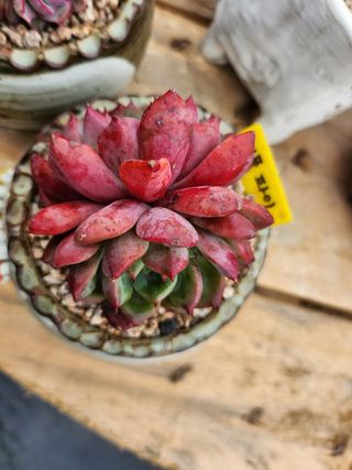 이연옥님의 기타작물 · 자유게시판 작성글 사진