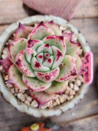 이연옥님의 기타작물 · 자유게시판 작성글 사진