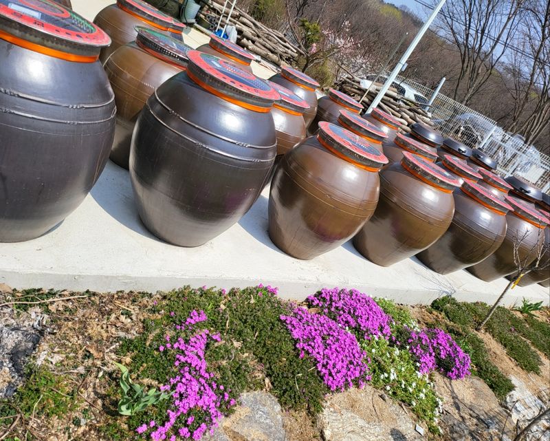 김경순님의 장터 판매 상품 [3년숙성된 된장 찹쌀매실고추장 청국장 집간장 판매] 첨부 사진