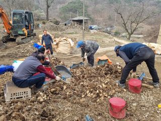 이호성님의 두릅 · 품종•종자 작성글 사진