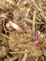 팜모닝 · 게시글 이미지