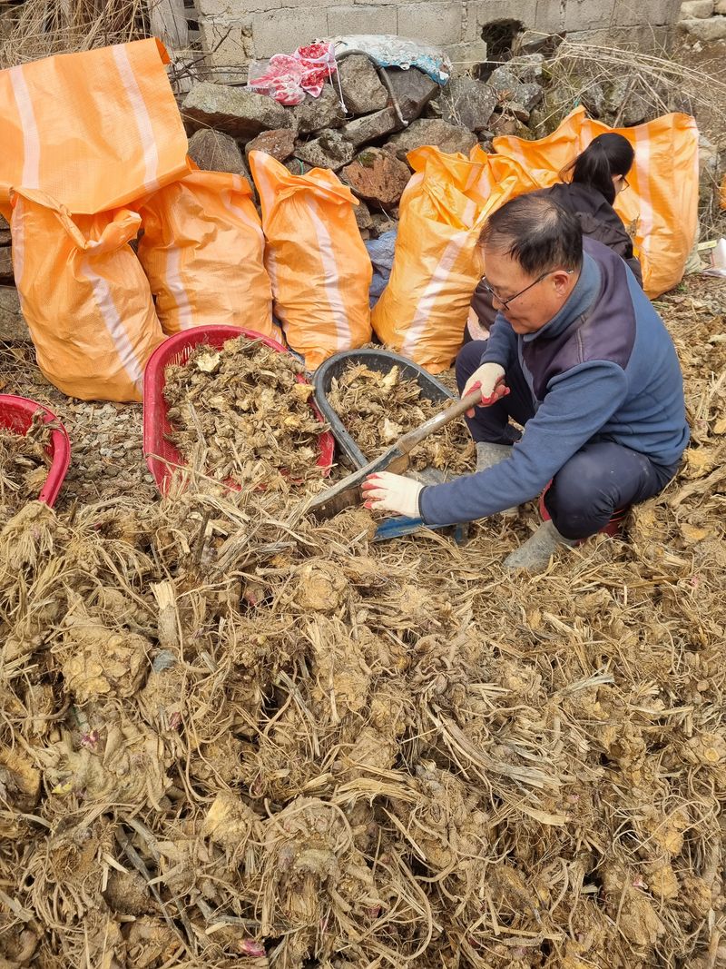 이호성님의 장터 판매 상품 [4년생 땅두릅 모종] 첨부 사진