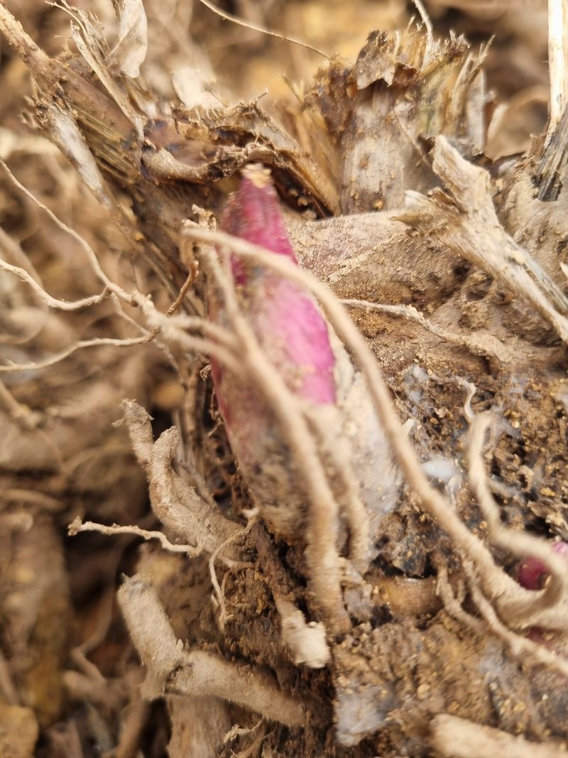 이호성님의 장터 판매 상품 [4년생 땅두릅 모종] 첨부 사진