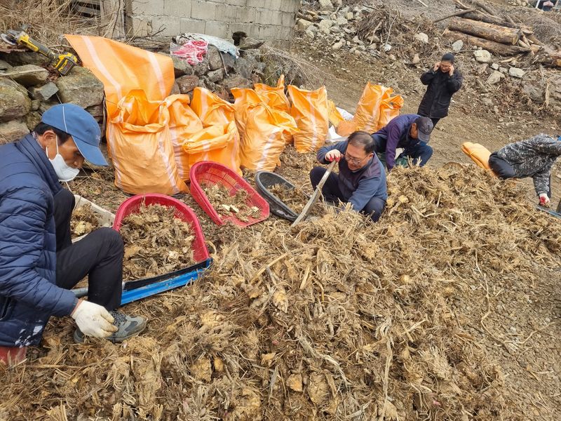 이호성님의 장터 판매 상품 [4년생 땅두릅 모종] 첨부 사진