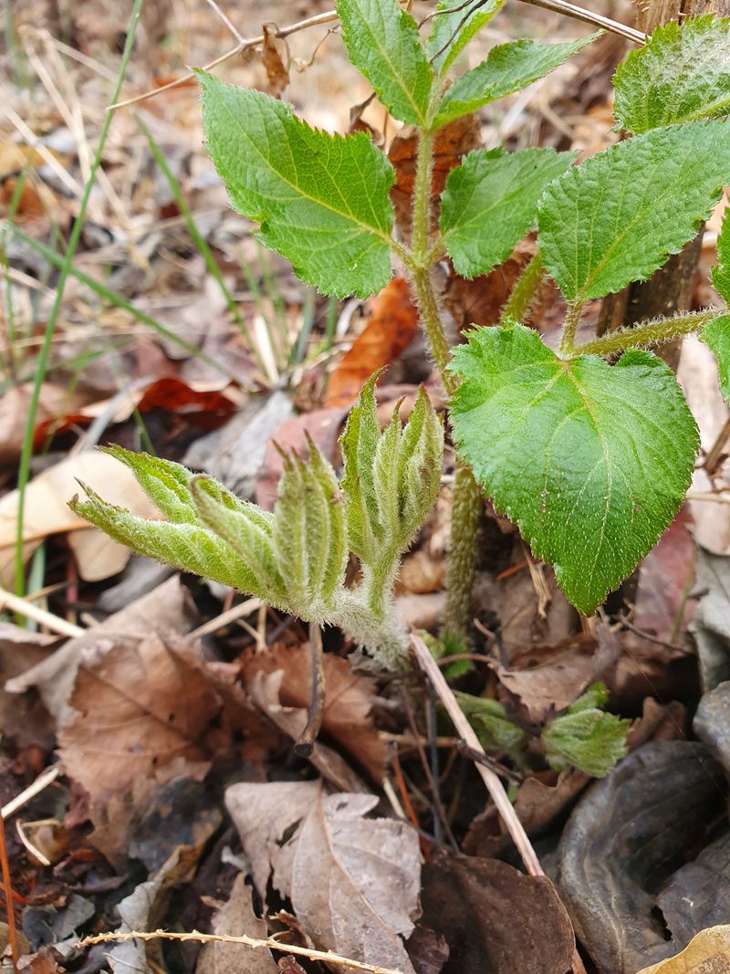 장터 상품 [땅드릅1kg] 썸네일